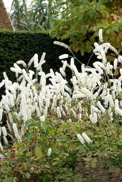 Cimicifuga simplex 'White Pearl'