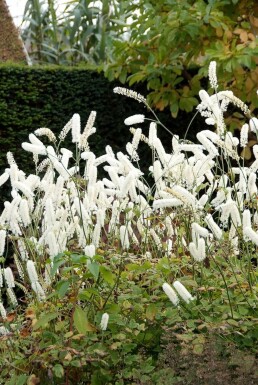 Cimicifuga simplex 'White Pearl' Silverax 5-10 i kruka P9