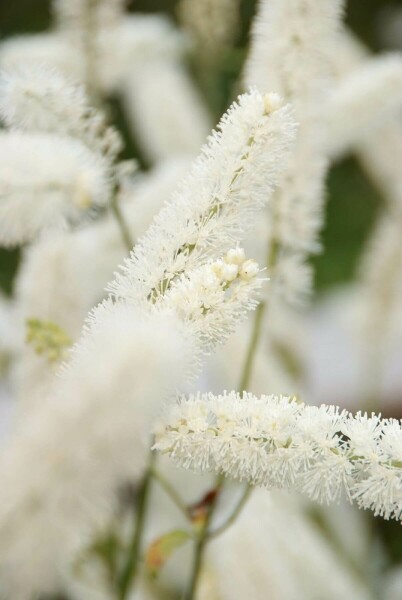 Cimicifuga simplex 'White Pearl'