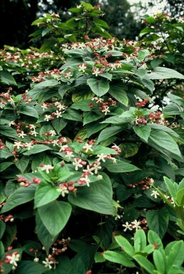 Clerodendrum trichotomum