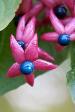 Clerodendrum trichotomum