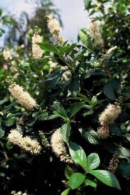 Clethra alnifolia 'Pink Spire' Konvaljbuske buske 30-40 i kruka C3