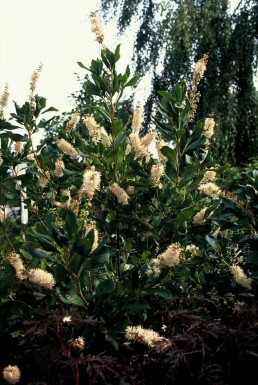 Clethra alnifolia 'Pink Spire' Konvaljbuske buske 30-40 i kruka C3