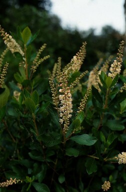 Clethra alnifolia 'Pink Spire' Konvaljbuske buske 30-40 i kruka C3