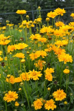 Coreopsis grandiflora 'Early Sunrise' Flicköga 5-10 i kruka P9