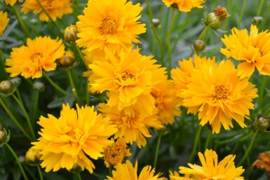 Coreopsis grandiflora 'Early Sunrise' Flicköga 5-10 i kruka P9