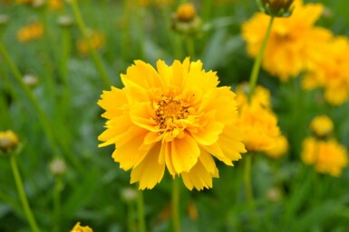 Coreopsis grandiflora 'Early Sunrise' Flicköga 5-10 i kruka P9