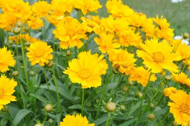 Coreopsis grandiflora 'Sunray'