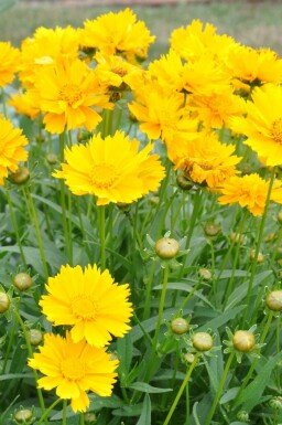 Coreopsis grandiflora 'Sunray'