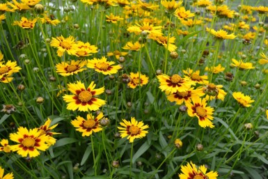 Coreopsis lanceolata 'Baby Gold'