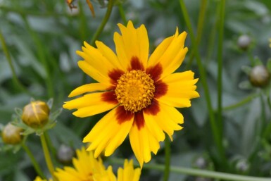 Coreopsis lanceolata 'Sterntaler'