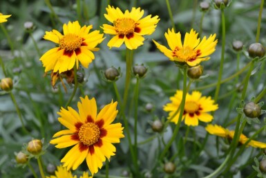 Coreopsis lanceolata 'Sterntaler'