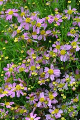 Coreopsis rosea 'American Dream' Rosenöga 5-10 i kruka P9