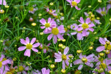 Coreopsis rosea 'American Dream' Rosenöga 5-10 i kruka P9