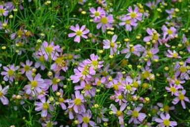 Coreopsis rosea 'American Dream' Rosenöga 5-10 i kruka P9