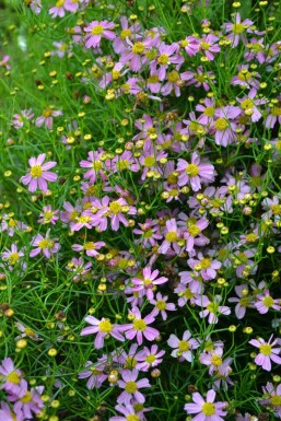 Coreopsis rosea 'American Dream' Rosenöga 5-10 i kruka P9