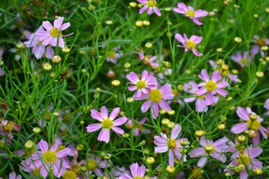 Coreopsis rosea 'American Dream' Rosenöga 5-10 i kruka P9