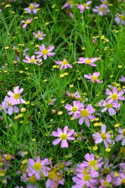 Coreopsis rosea 'American Dream' Rosenöga 5-10 i kruka P9