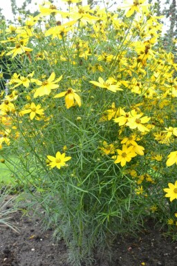 Coreopsis verticillata