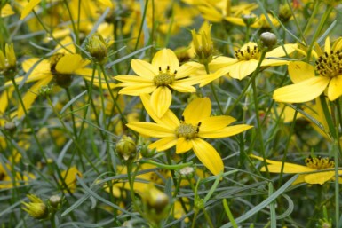 Coreopsis verticillata