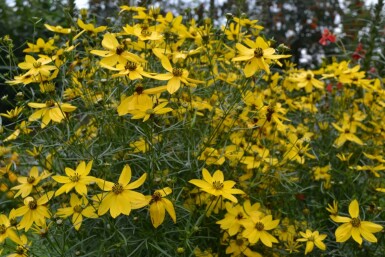 Coreopsis verticillata