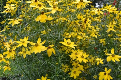 Coreopsis verticillata