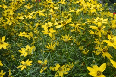 Coreopsis verticillata