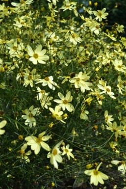 Coreopsis verticillata 'Moonbeam' Höstöga 5-10 i kruka P9