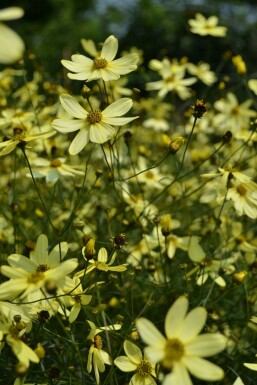 Coreopsis verticillata 'Moonbeam' Höstöga 5-10 i kruka P9