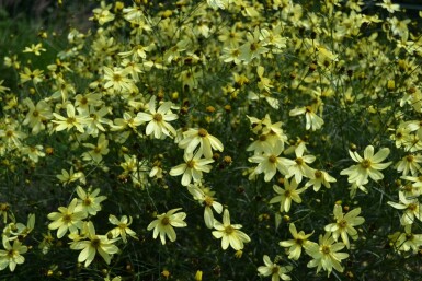 Coreopsis verticillata 'Moonbeam' Höstöga 5-10 i kruka P9