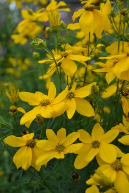 Coreopsis verticillata 'Zagreb' Höstöga 5-10 i kruka P9