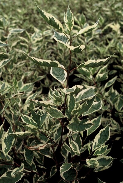 Cornus alba 'Elegantissima'