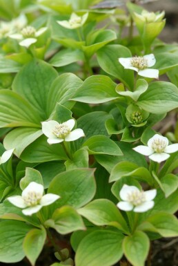 Cornus canadensis Amerikanskt hönsbär 5-10 i kruka P9