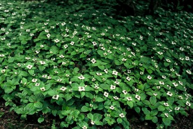 Cornus canadensis Amerikanskt hönsbär 5-10 i kruka P9