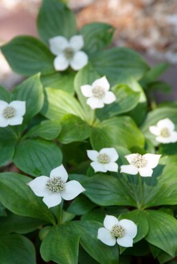 Cornus canadensis Amerikanskt hönsbär 5-10 i kruka P9