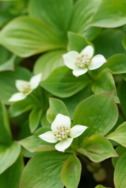 Cornus canadensis Amerikanskt hönsbär 5-10 i kruka P9