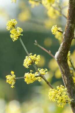 Cornus mas Körsbärskornell buske 100-125 i kruka C12