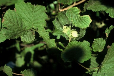 Corylus avellana Hassel buske 100-120 i kruka C12