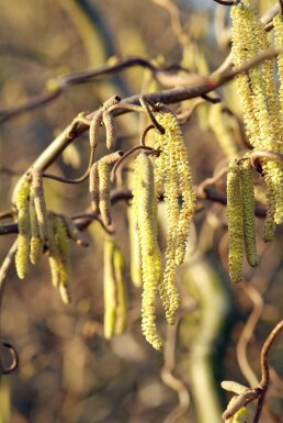 Corylus avellana 'Contorta' Corkscrew hazel buske 80-100 i kruka C12