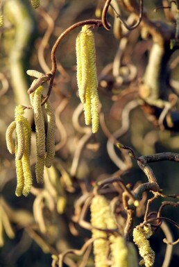 Corylus avellana 'Contorta' Corkscrew hazel buske 80-100 i kruka C12