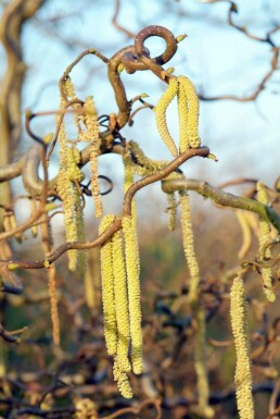 Corylus avellana 'Contorta' Corkscrew hazel buske 80-100 i kruka C12