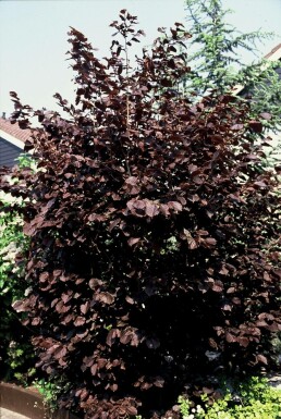 Corylus maxima 'Purpurea' Purple giant filbert buske 20-30 i kruka C3