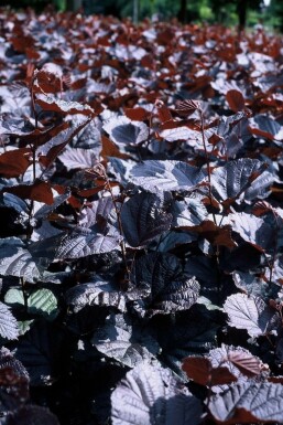 Corylus maxima 'Purpurea' Purple giant filbert buske 20-30 i kruka C3