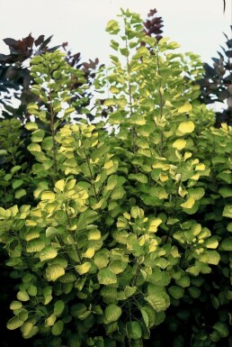 Cotinus coggygria 'Golden Spirit'