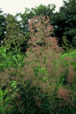 Cotinus coggygria 'Young Lady'