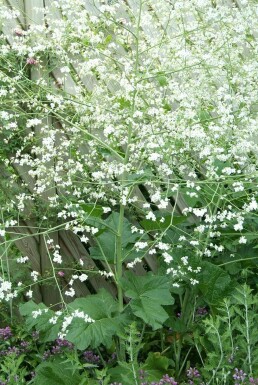 Crambe cordifolia Stäppkål 5-10 i kruka P9