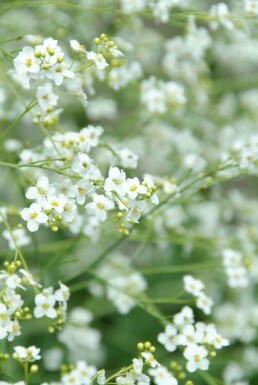 Crambe cordifolia Stäppkål 5-10 i kruka P9