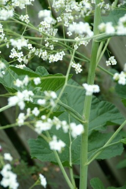 Crambe cordifolia Stäppkål 5-10 i kruka P9