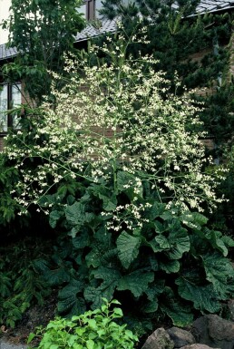 Crambe cordifolia Stäppkål 5-10 i kruka P9