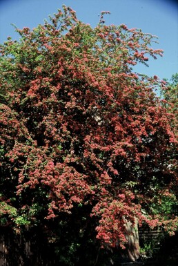 Crataegus laevigata 'Paul's Scarlet'